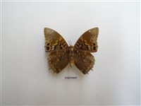 藏品(蛺蝶科-非洲(六))的圖片